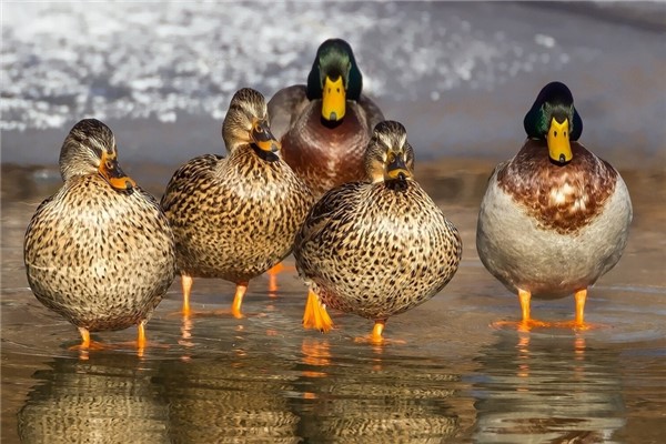 夢見鴨群有什麼意義嗎_周公解夢