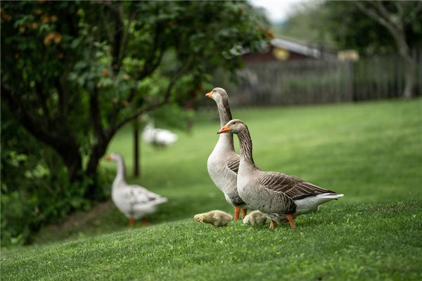 夢見大鵝_周公解夢