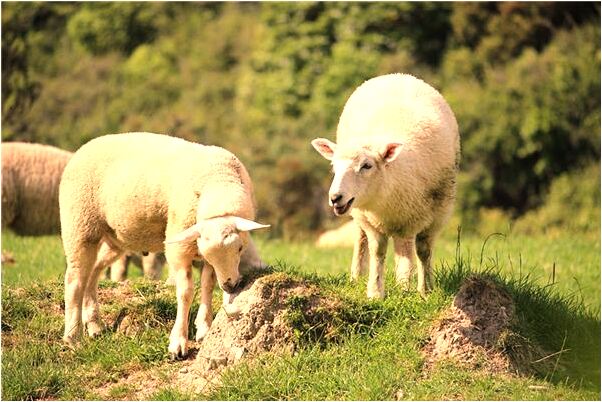 夢到了被偷了東西代表著什麼？_周公解夢官網