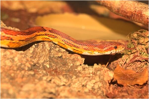 夢到給人餵奶是好是壞_周公解夢官網