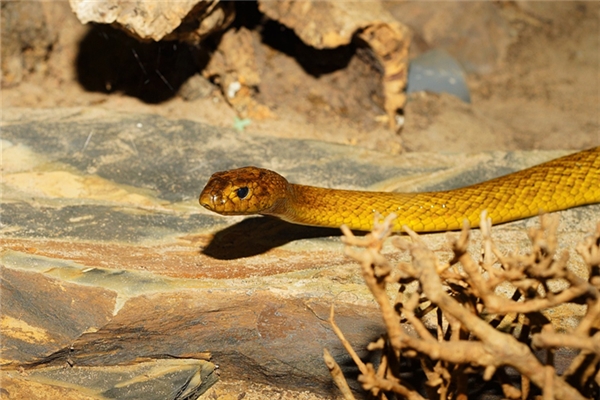 夢到腳踩毒蛇是好的徵兆嗎_周公解夢