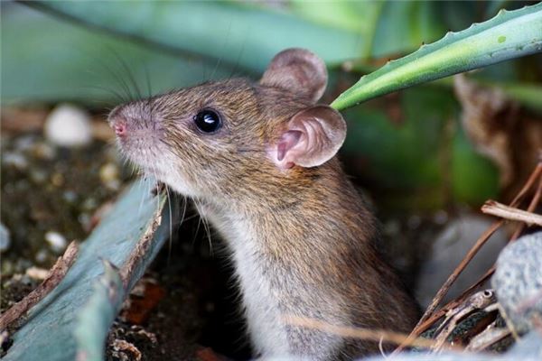 2008年6月屬鼠事業運如何_十二生肖