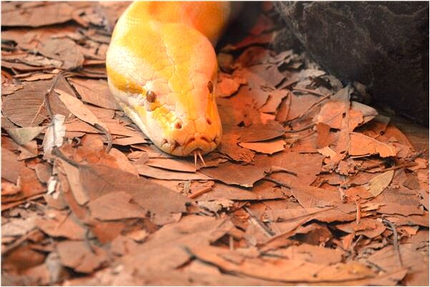 夢到別人懷孕大肚子怎么回事_周公解夢官網