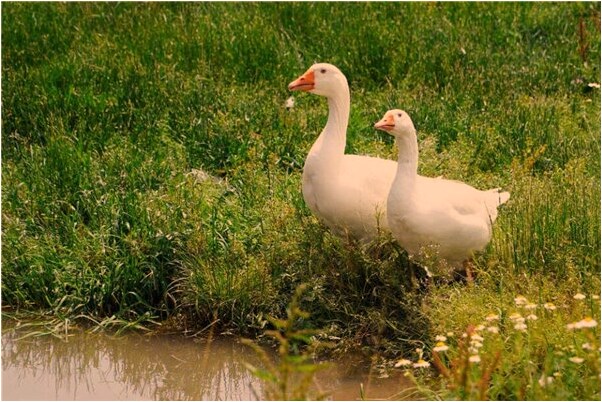 夢到自己學醫是啥意思_周公解夢官網
