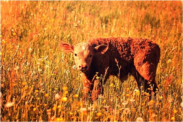 夢到了脫工作服意味著什麼_周公解夢官網