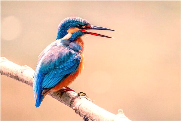 夢見奶奶穿得臃腫要和我說話的預兆_周公解夢官網