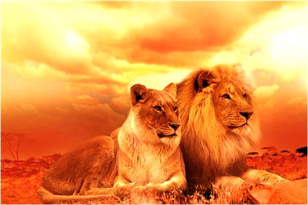 夢到了老狗跟我走是啥預兆_周公解夢官網