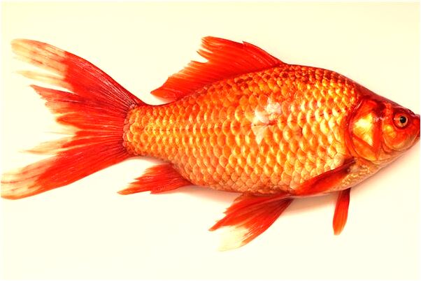 夢到了夢別人打自己家的橙子什麼預兆_周公解夢官網