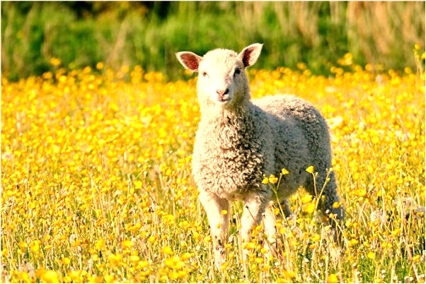 夢到過世的爸爸打我和媽媽有什麼寓意嗎？_周公解夢官網