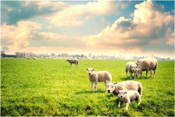 夢到男友買了新鞋是凶兆還是吉兆_周公解夢官網