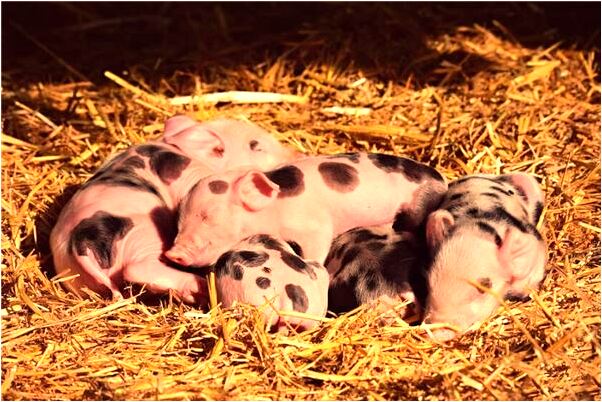 夢到男朋友拿著烏龜和老鼠有什麼徵兆_周公解夢官網