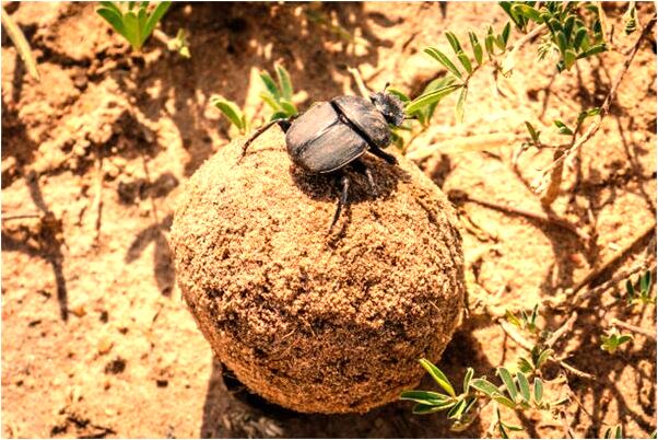 夢見井冒洪水是會是什麼預兆_周公解夢官網