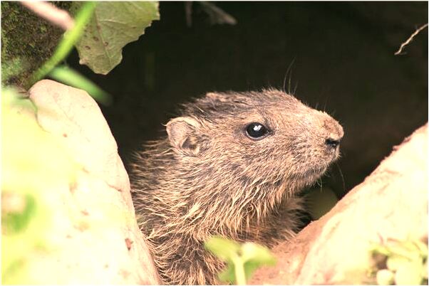 夢到了非禮異性什麼預兆_周公解夢官網