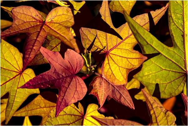 夢見和男朋友做到一半爸爸撞見怎么樣_周公解夢官網