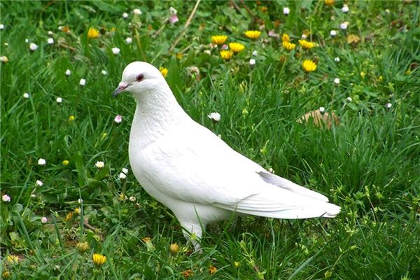 夢到白色鴿子是怎么回事_周公解夢