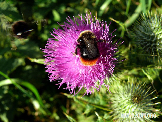 夢見吃豬頭肉_周公解夢夢到吃豬頭肉是什麼意思_做夢夢見吃豬頭肉好不好_周公解夢官網