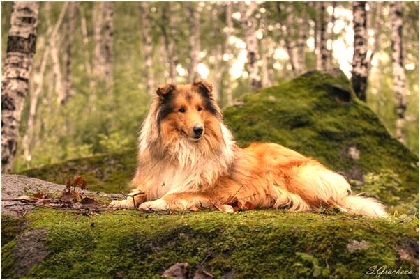 夢到魚從地下出來有什麼意義嗎_周公解夢官網