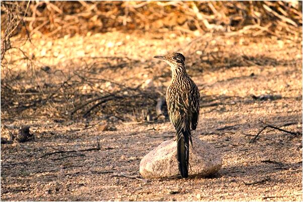 夢到摸女人的陰部意味著什麼_周公解夢官網