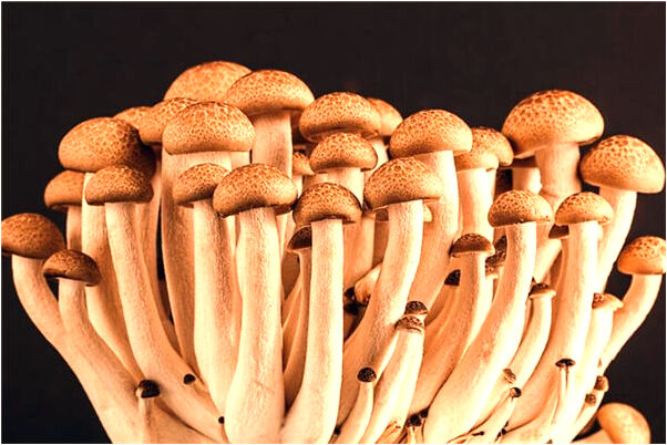 夢到了貓狗抓魚有什麼意思_周公解夢官網