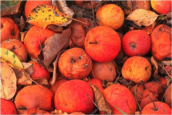 夢到入室劫匪將我殺害意味著什麼_周公解夢官網