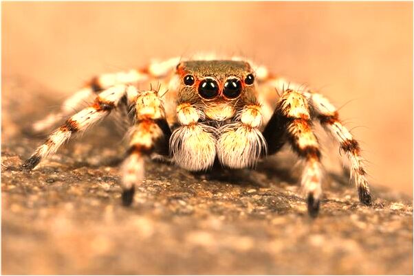 夢到鐵絲帽子是凶兆還是吉兆_周公解夢官網