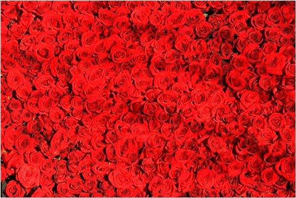 夢到了解救螞蟻有什麼預兆_周公解夢官網