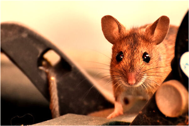 夢到淌水渠口打不住是不是好的徵兆呢_周公解夢官網