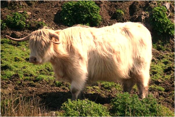 夢到在銀行等別人打錢來意味著什麼_周公解夢官網
