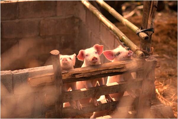 夢到了一隻大蜘蛛是什麼預兆_周公解夢官網