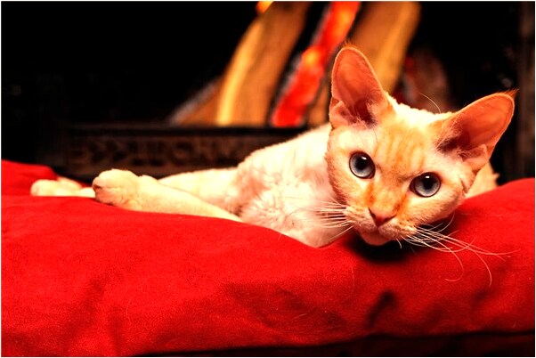 夢見車很慢是咋回事_周公解夢官網