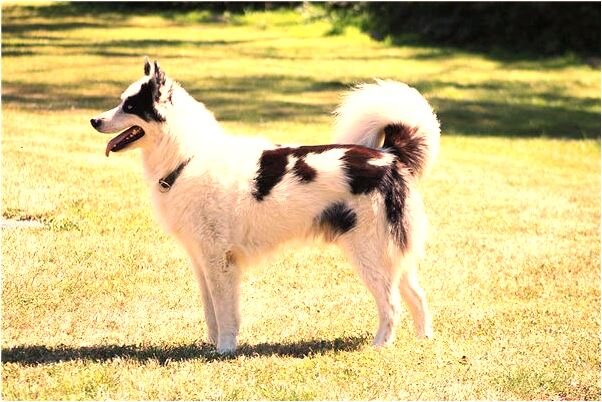 夢到了一對大白蛇是什麼兆頭_周公解夢官網