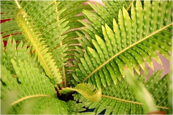 夢見給貓咪洗澡有什麼寓意嗎？_周公解夢官網