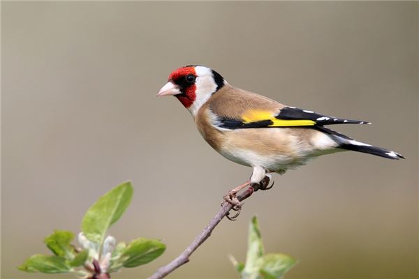 夢到五顏六色的鳥啥意思_周公解夢