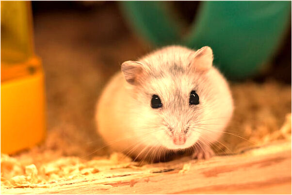 夢到拔掉紅燭是什麼啟示_周公解夢官網