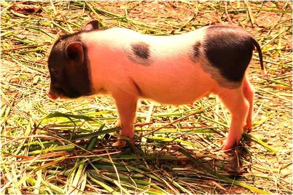 夢到別人賠錢給我是咋回事_周公解夢官網