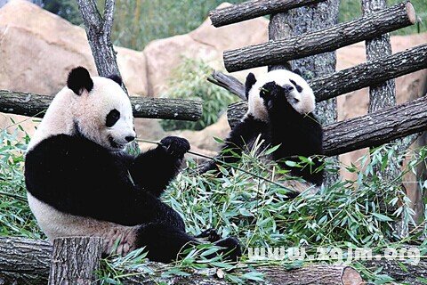 Dream of the panda