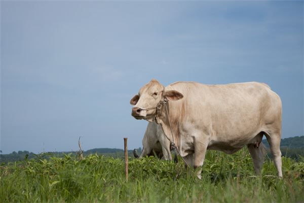 2021年屬牛本命年可以慶祝生日嗎 牛年本命年賀壽要注意什麼_十二生肖