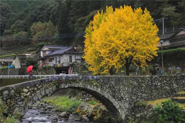 夢見銀杏樹是什麼意思_周公解夢