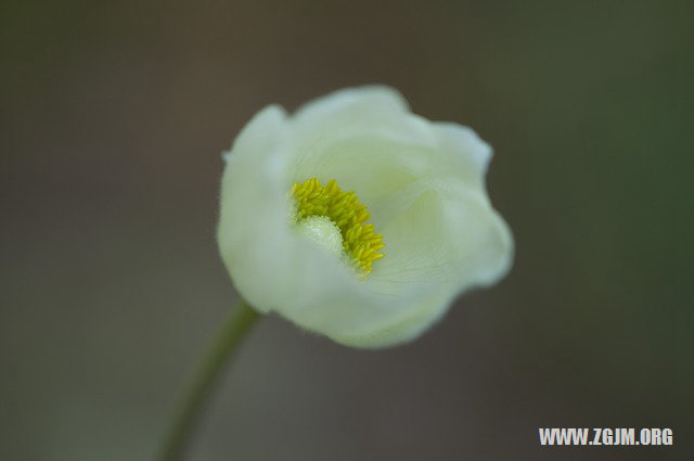 夢見別人喜歡自己_周公解夢夢到別人喜歡自己是什麼意思_做夢夢見別人喜歡自己好不好_周公解夢官網