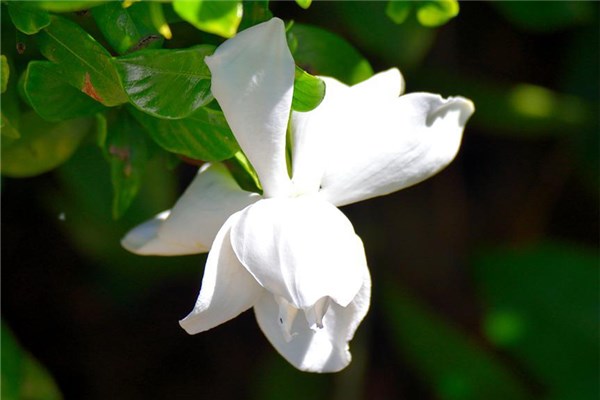 夢到枙子花是什麼徵兆_周公解夢