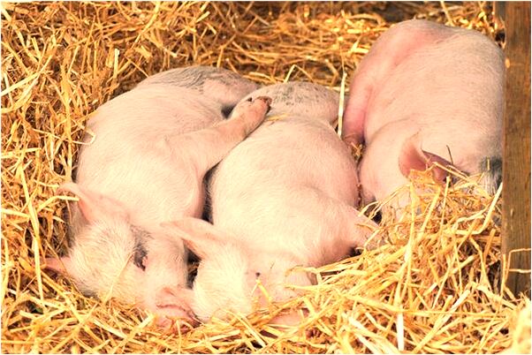 夢到了雞屎堆旁洗衣服會是什麼預兆_周公解夢官網