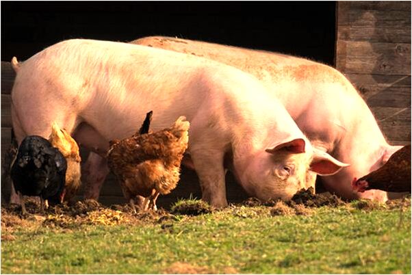 夢見老闆手上的金戒指怎么說_周公解夢官網