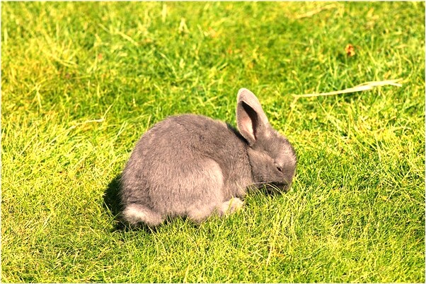 夢見日出東方代表著什麼_周公解夢官網