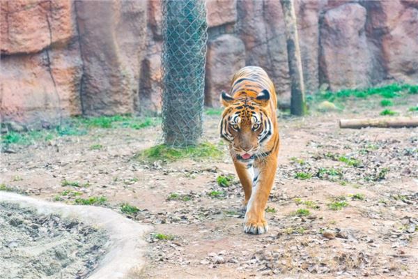 1926年屬什麼_十二生肖