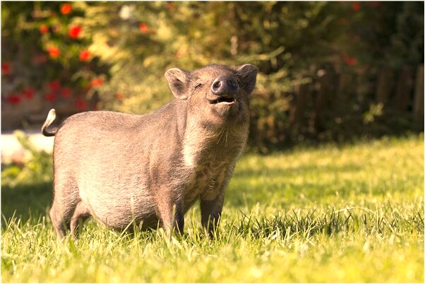夢見駱駝添臉預示了什麼_周公解夢官網