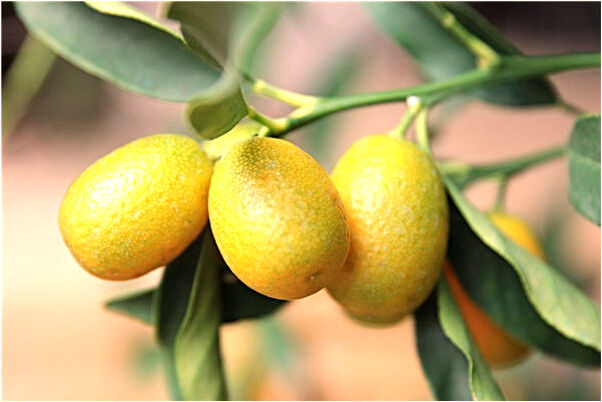 夢見自己不會說話不會笑會是什麼預兆_周公解夢官網