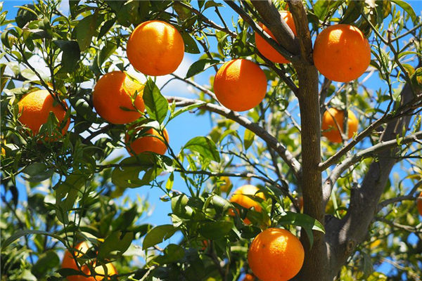 夢見果樹結果會怎么樣_周公解夢