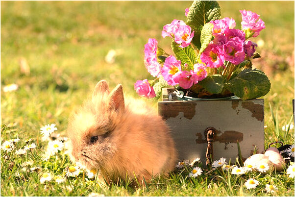 夢見朋友掉進洞內好不好_周公解夢官網