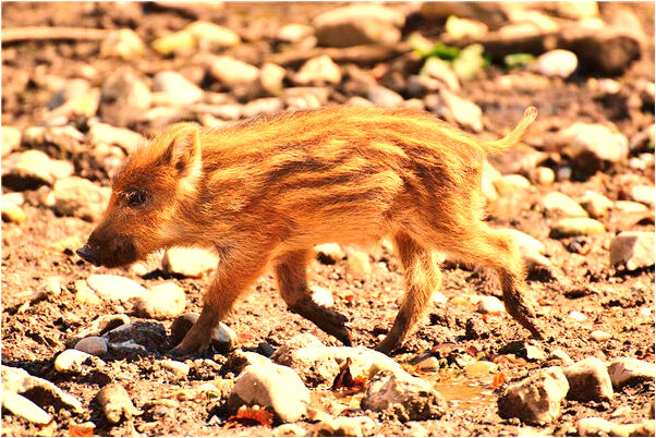 夢到了狗與狗咬什麼預兆_周公解夢官網