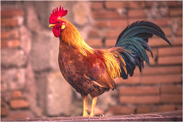 夢到了在已故的人開的車上大便意味什麼_周公解夢官網